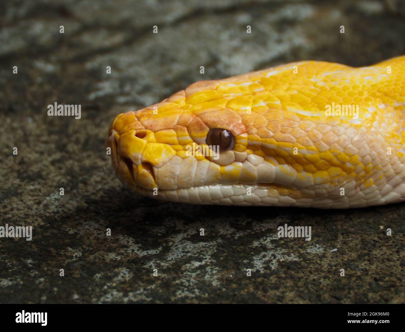Imagen de una cabeza de serpiente de albino Python en un parque. Los