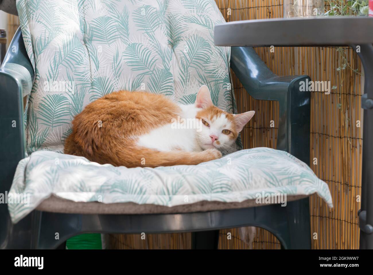 Un bonito gato ha elegido una silla en el balcón como lugar de descanso Foto de stock