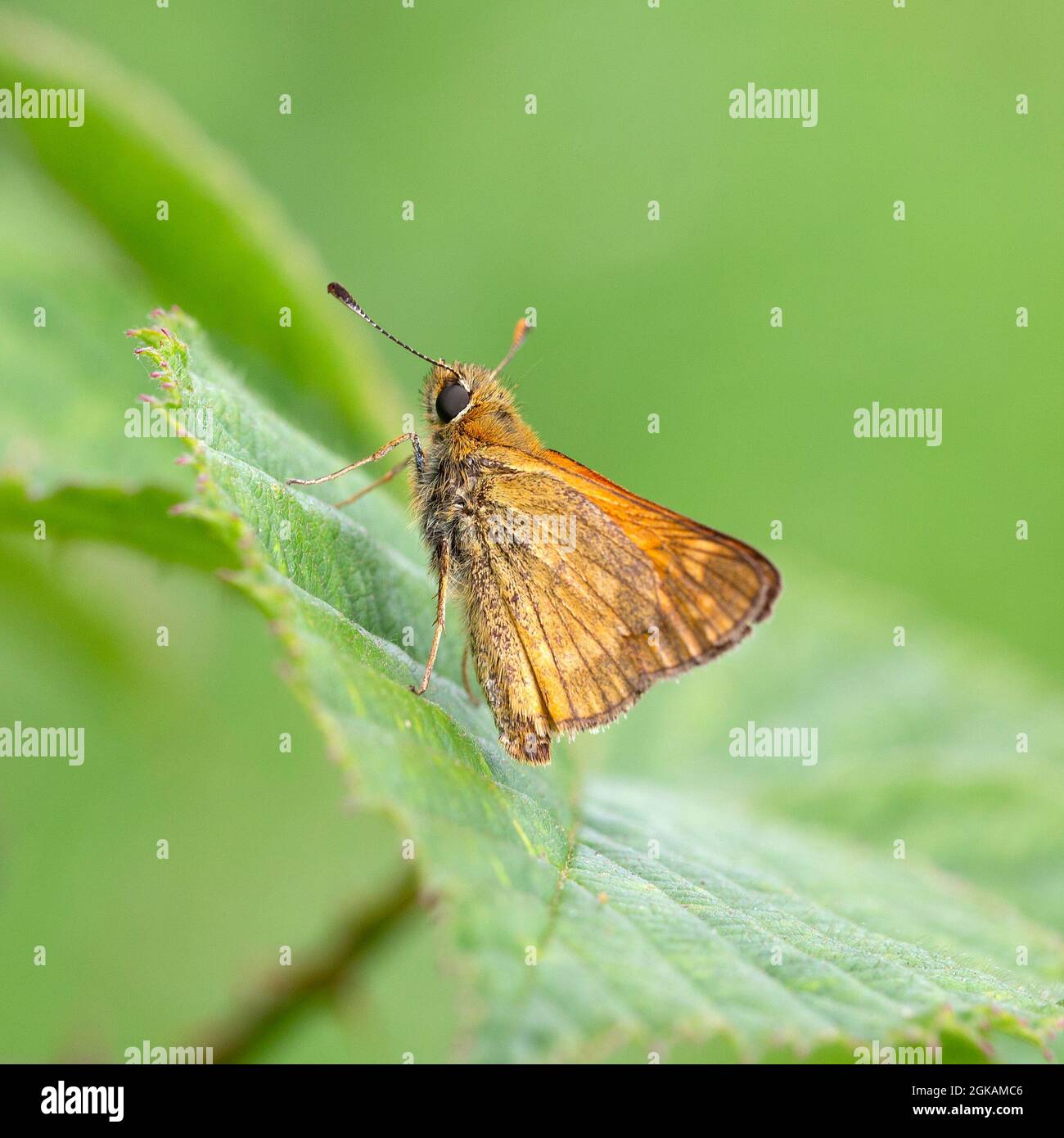 Butterfly Essex Skipper, también llamado capitán europeo (Thymelicus lineola), descansando Foto de stock