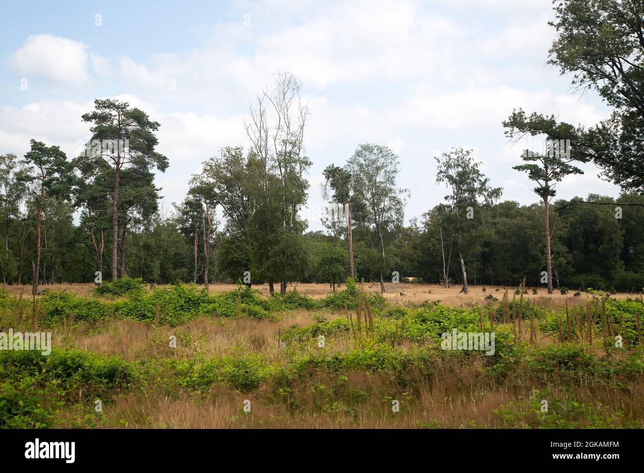 Reserva natural de los brezales Paardenslenkte, Tubbergen, Overijssel, Países Bajos Foto de stock