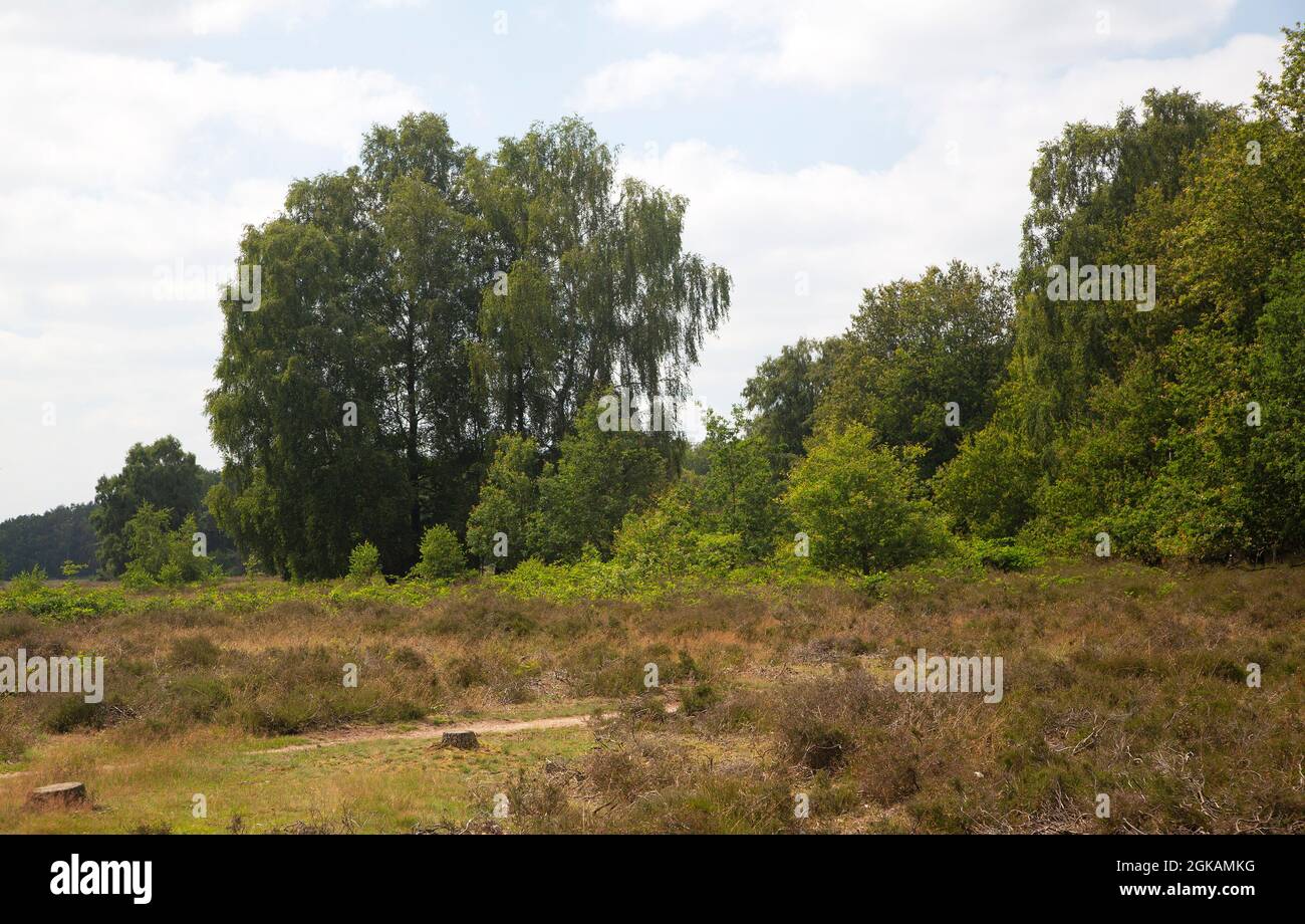 Reserva natural de los brezales Paardenslenkte, Tubbergen, Overijssel, Países Bajos Foto de stock