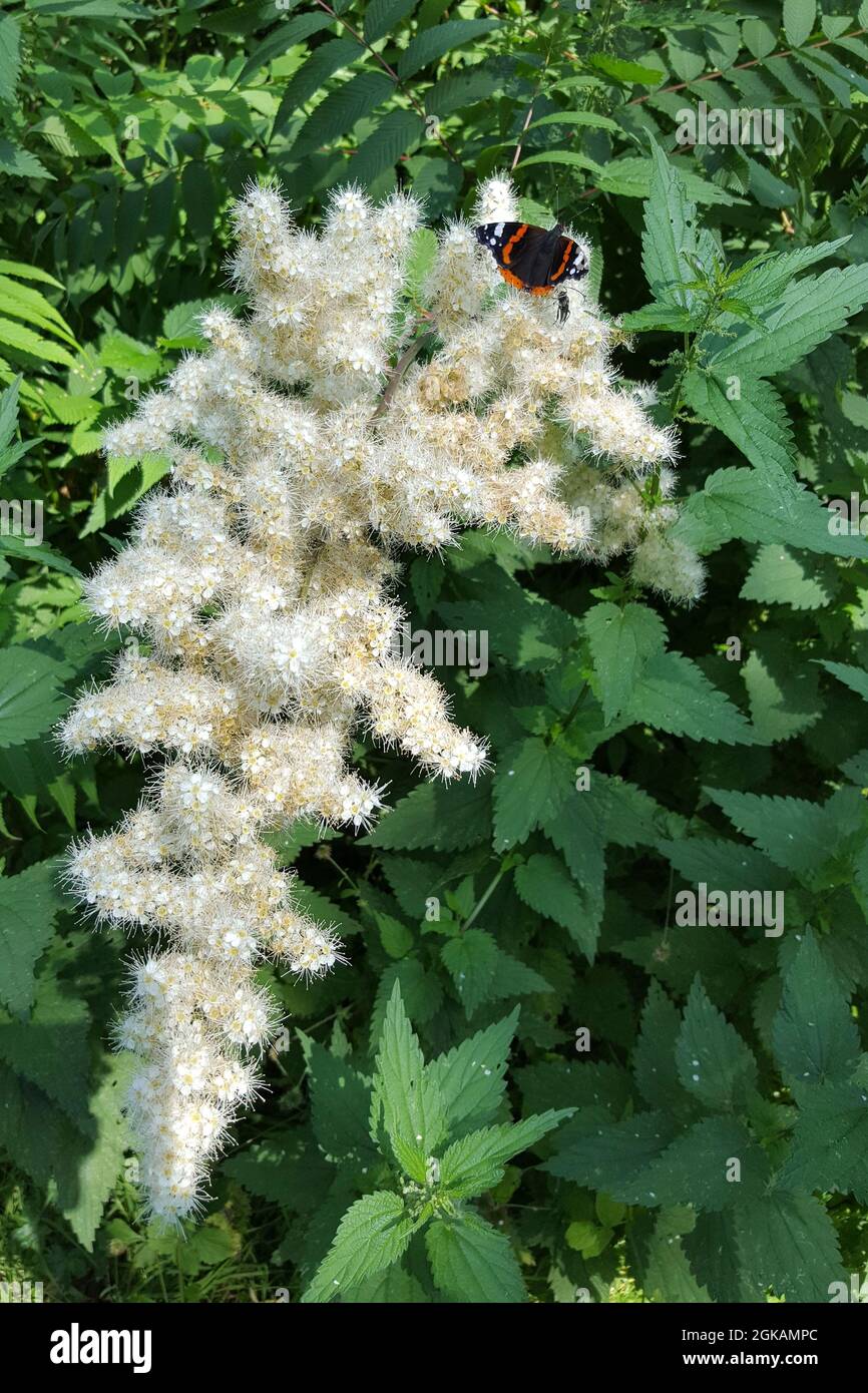 Falsa spirea (sorbaria sorbifolia) floreciendo Foto de stock