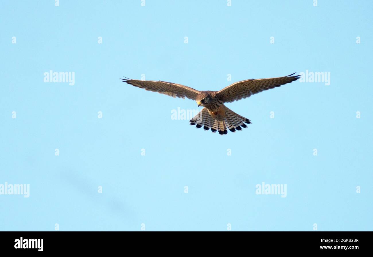 Común kestrel, Falco tinnunculus, mujer soltera en vuelo o flotando, Warwickshire, agosto de 2021 Foto de stock