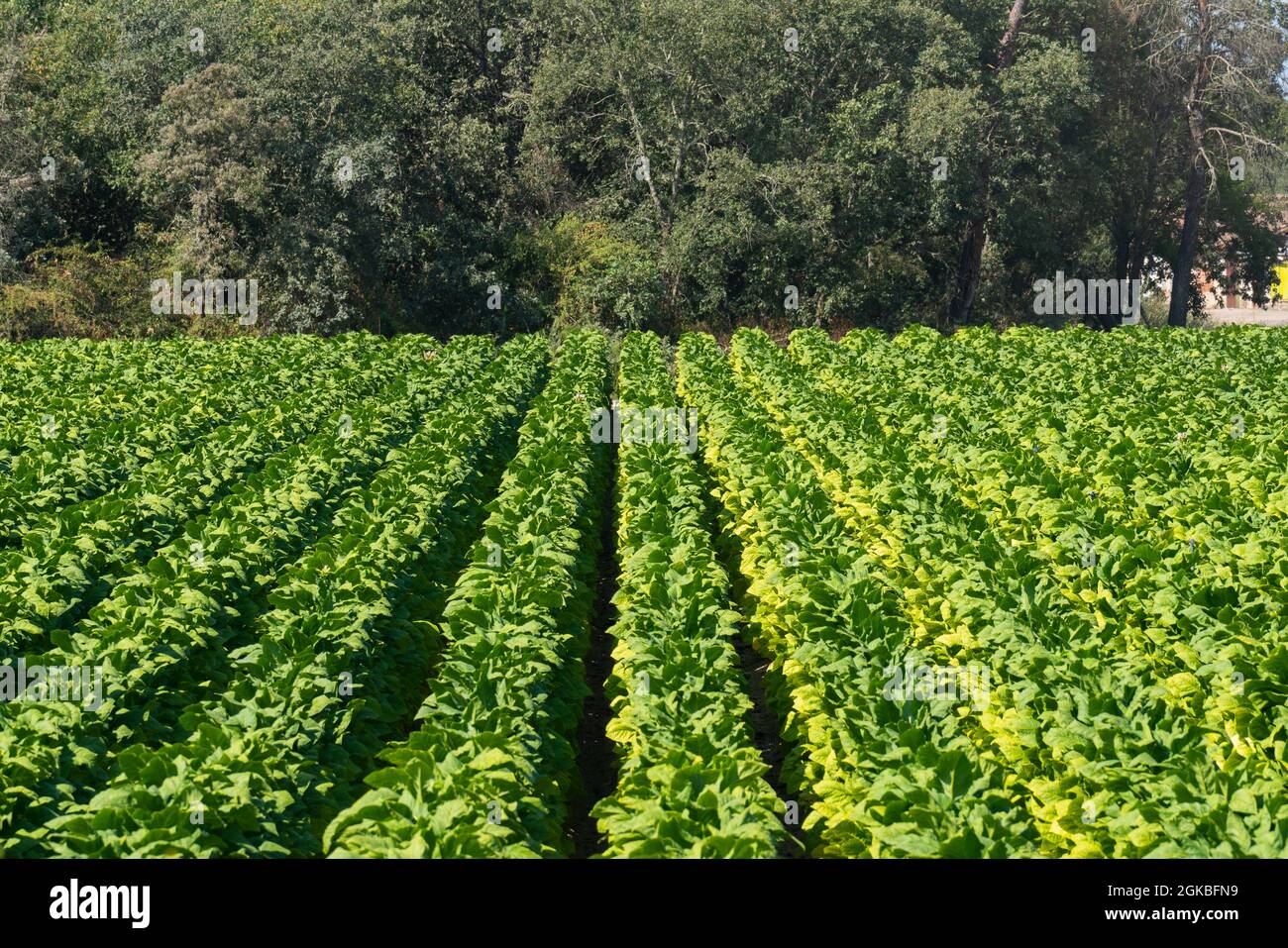 Campo verde de plantas de tabaco con árboles densos en el fondo Foto de stock