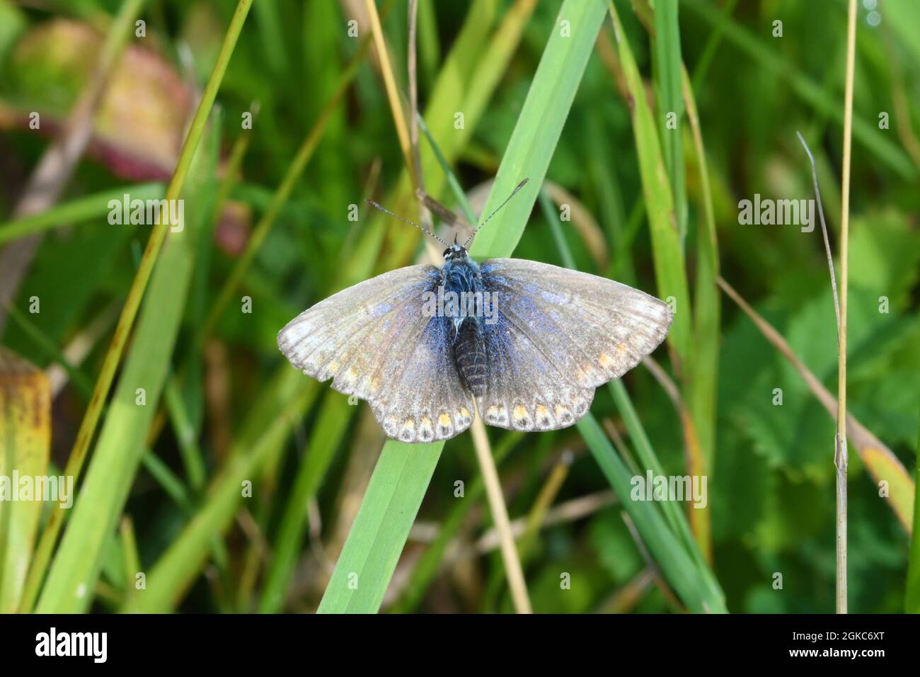 Chalkhilll Azul -Lysandra coridon en prados abiertos Foto de stock