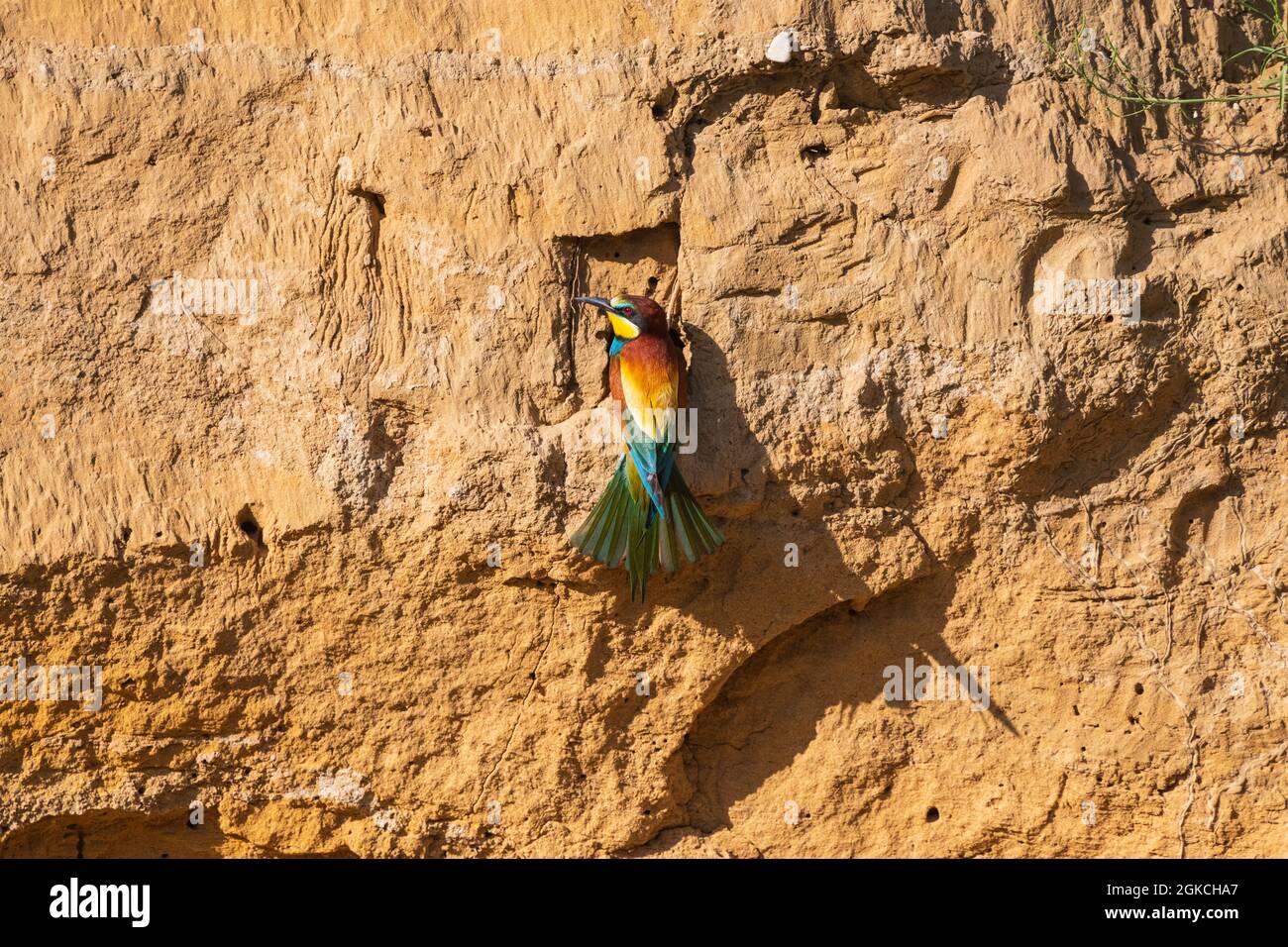 Un Bee-eater Europeo encaramado en frente de su entrada de nido Foto de stock