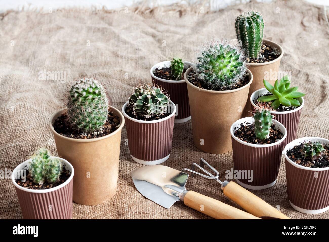 Recolección de cactus y plantas suculentas en pequeños vasos de papel.  Jardín de la casa Fotografía de stock - Alamy