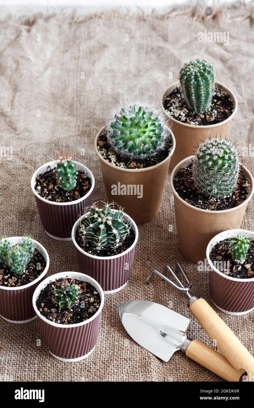 Recolección de cactus y plantas suculentas en pequeños vasos de papel.  Jardín de la casa Fotografía de stock - Alamy