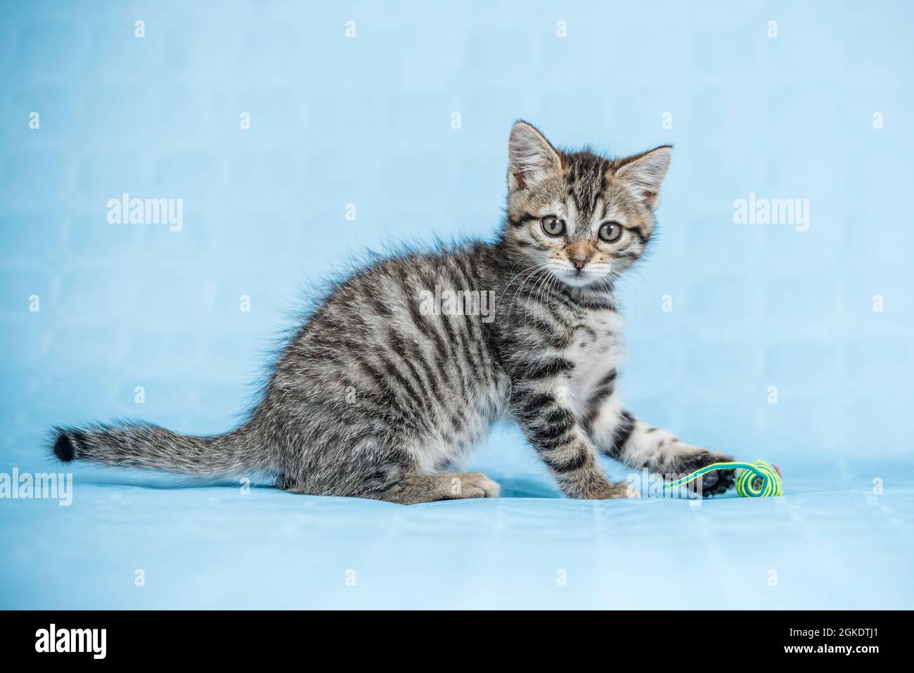 Gatito de rayas jugando con ratón de juguete sobre fondo azul Foto de stock