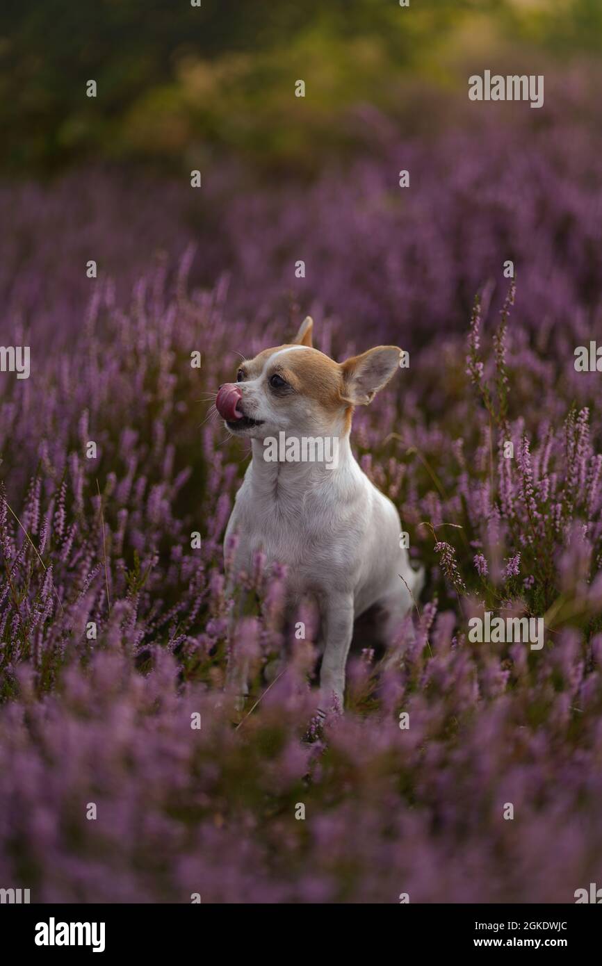 Tiro vertical de un lindo chihuahua sentado entre flores silvestres púrpura  en el campo Fotografía de stock - Alamy