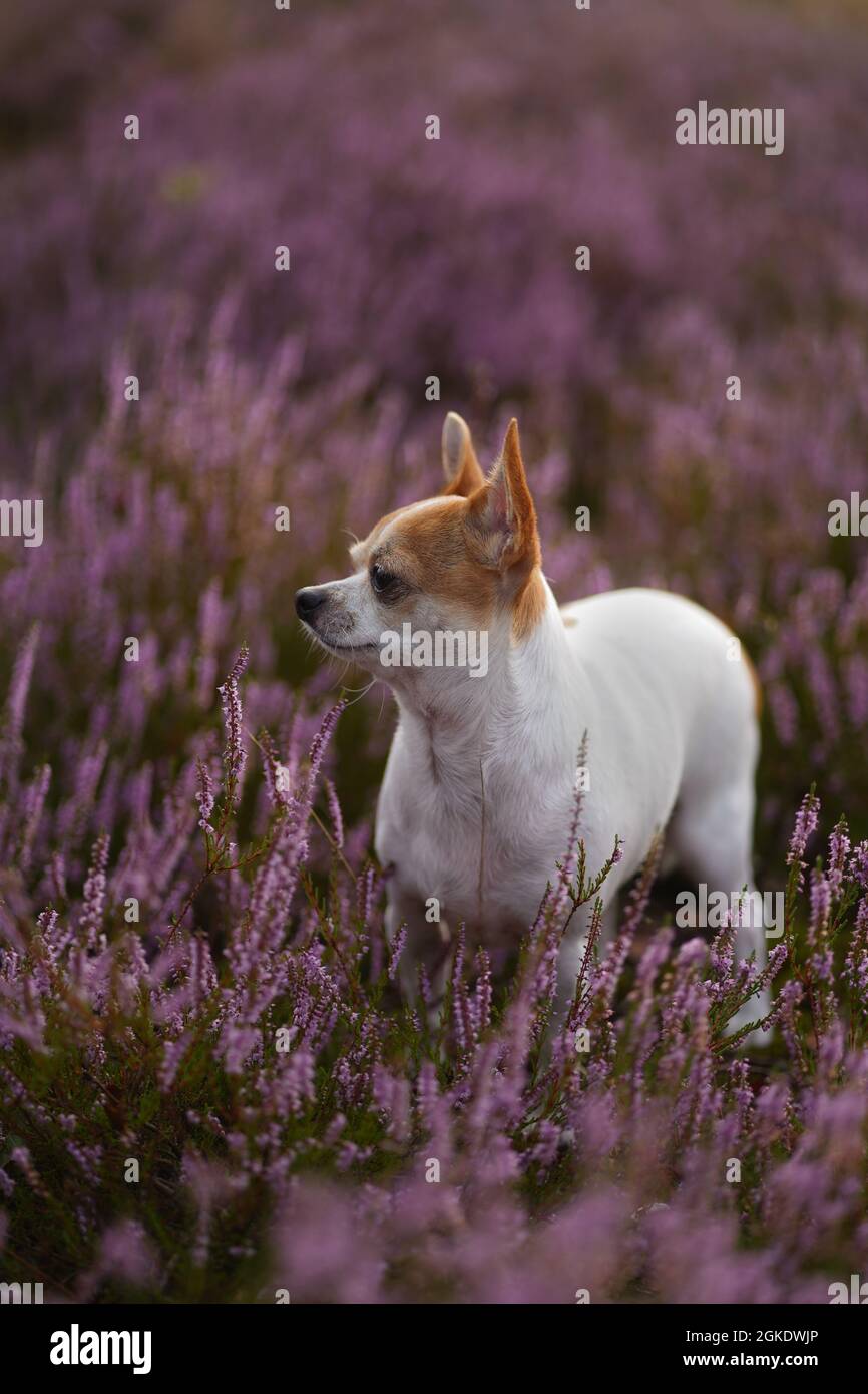 Tiro vertical de un lindo chihuahua pequeño en medio de flores silvestres púrpura en el campo Fotografía de stock - Alamy Tiro vertical de un lindo chihuahua pequeño en medio de flores silvestres púrpura en el campo Fotografía de stock - Alamy