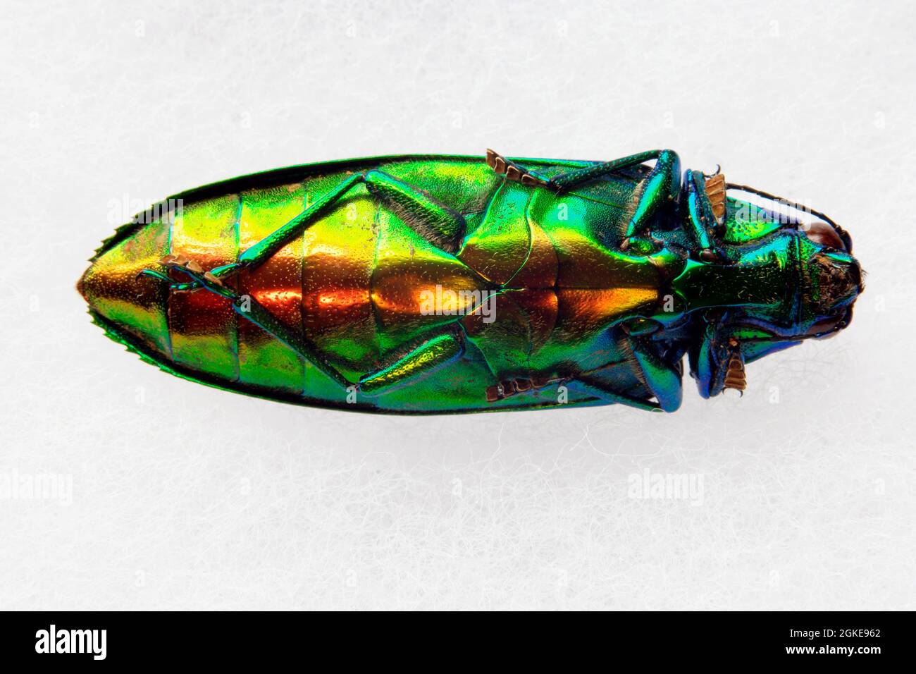 Escarabajo joya de jade fotografías e imágenes de alta resolución - Alamy