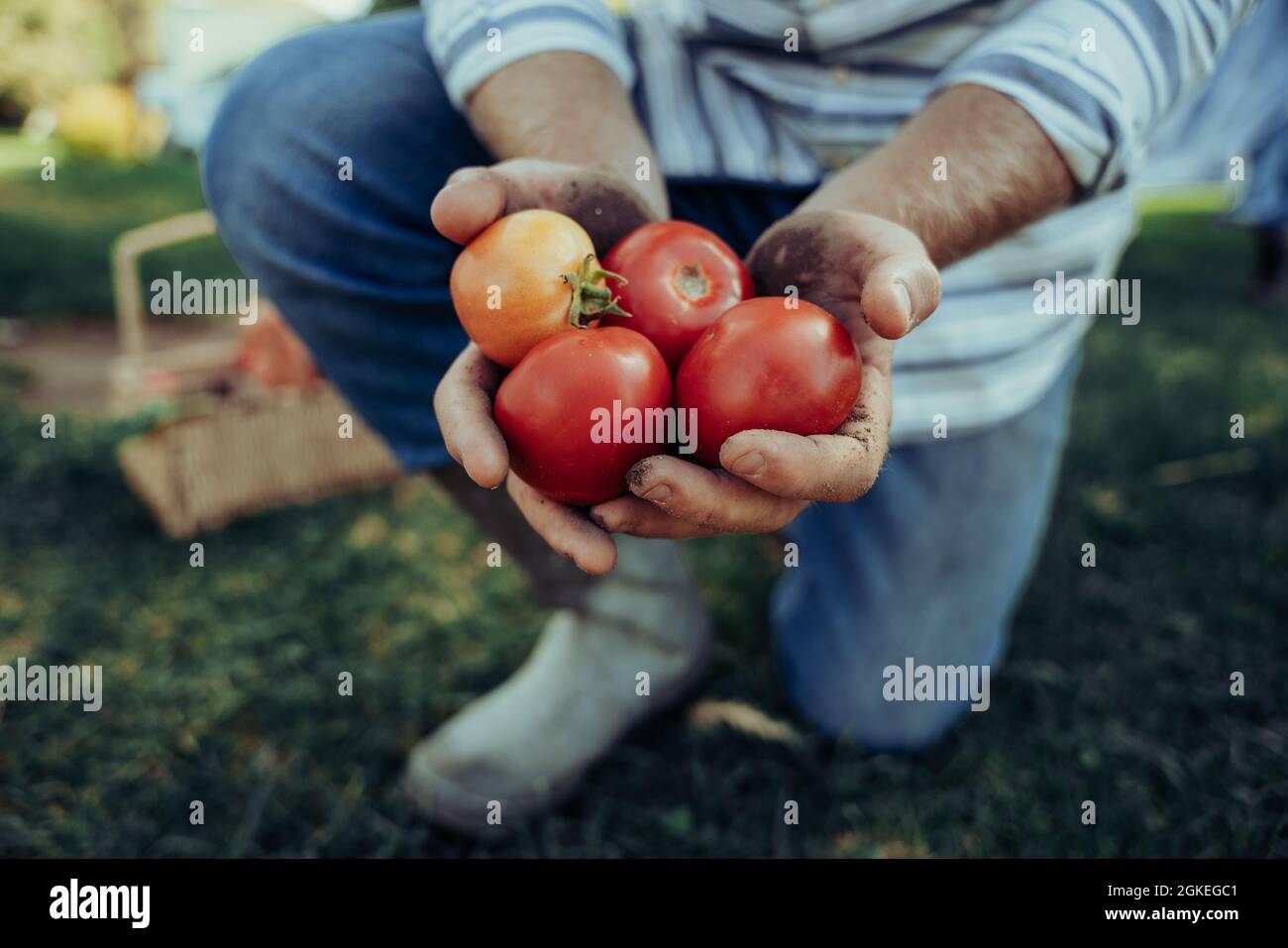 Primer plano agricultor caucásico masculino que sostiene un grupo de tomates cherry rojos grandes recién cosechados Foto de stock