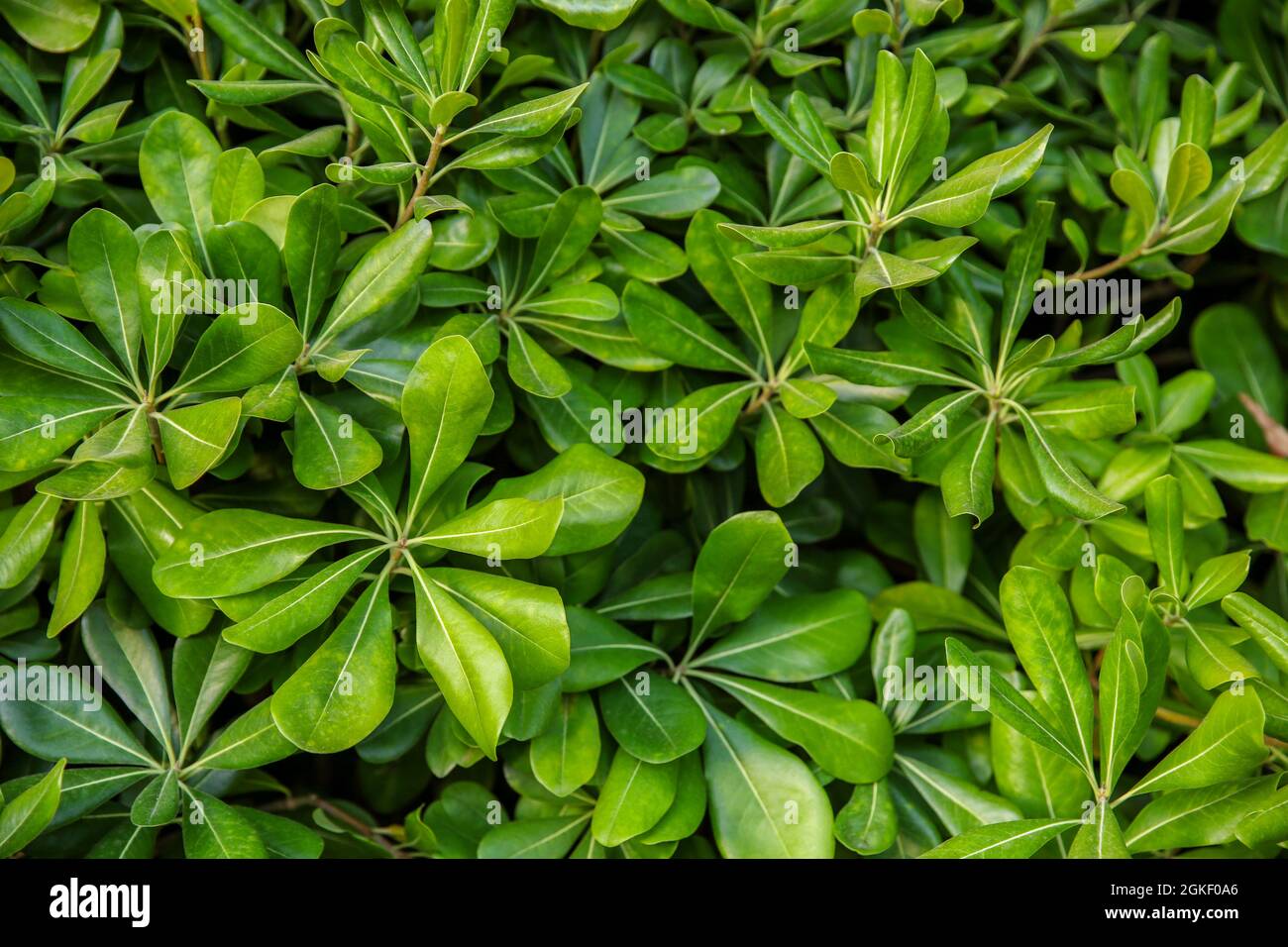 Arbusto tropical con hojas verdes como fondo Fotografía de stock - Alamy