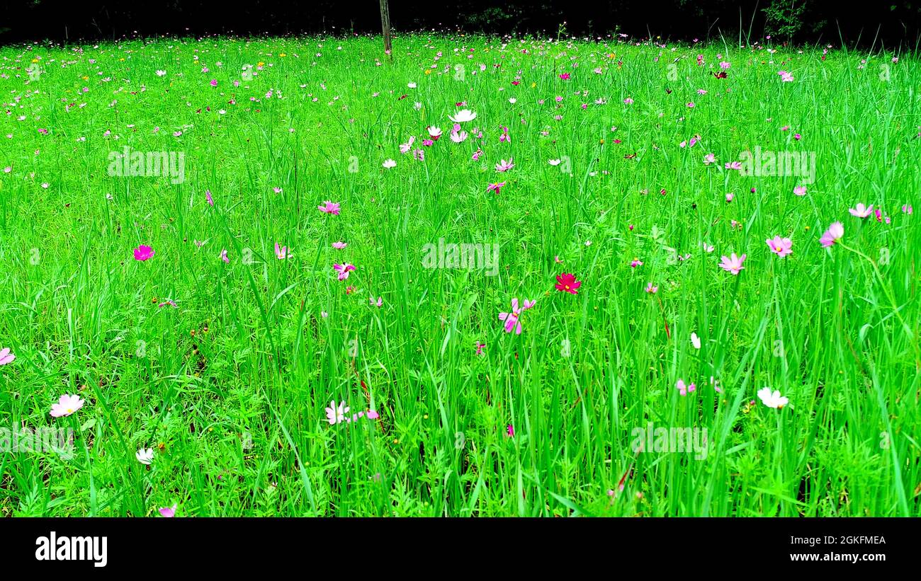 Vista de un campo con flores silvestres naturales en Tennessee Foto de stock
