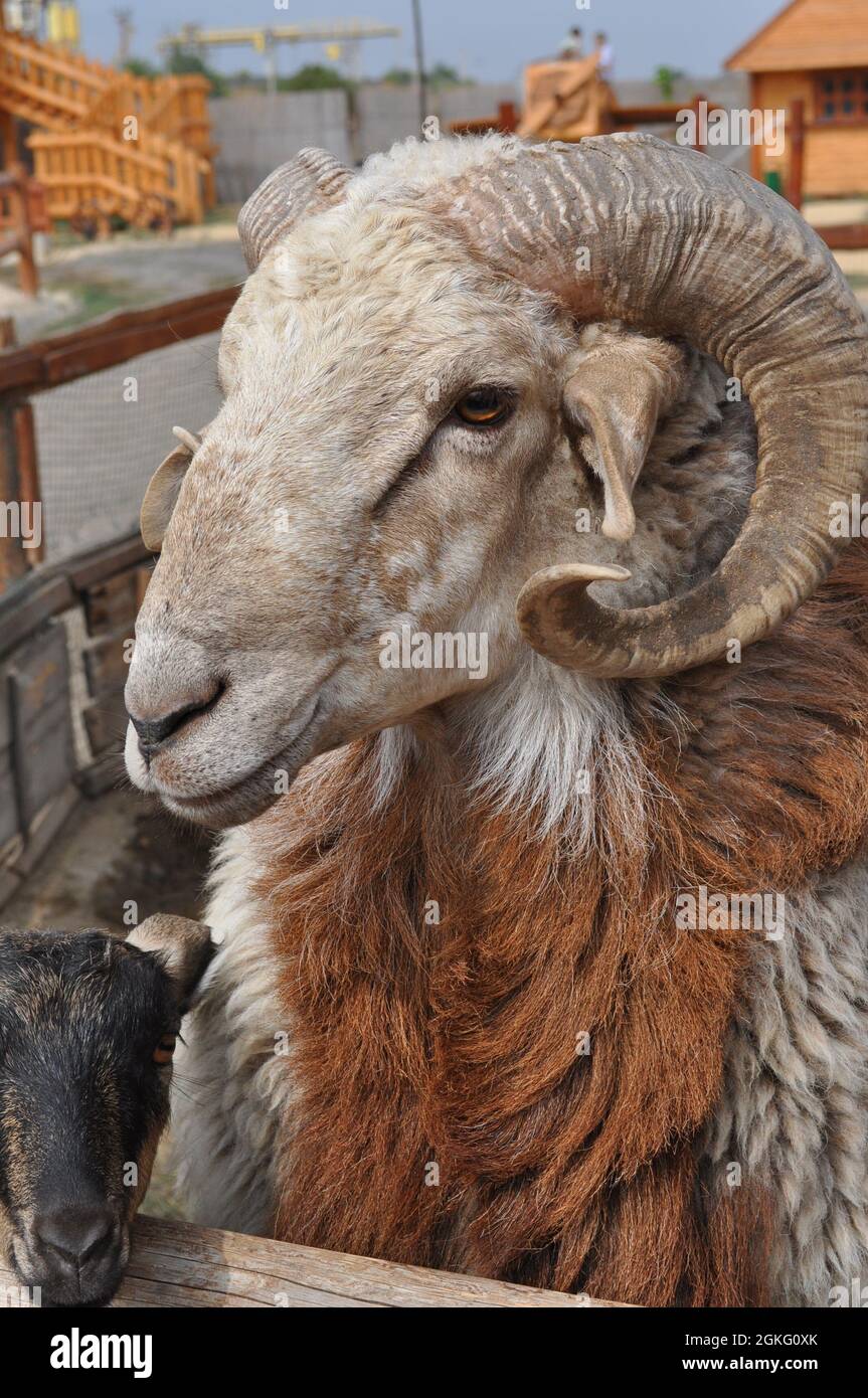 RAM con cuernos curvos y piel marrón larga posando y mirando a la cámara. Agricultura rural. Ganado animal de granja Foto de stock