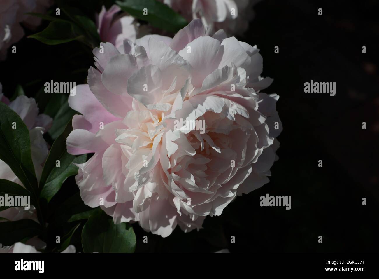 Paeonia beso de la mañana. Flor de peonías rosa doble. Foto de stock