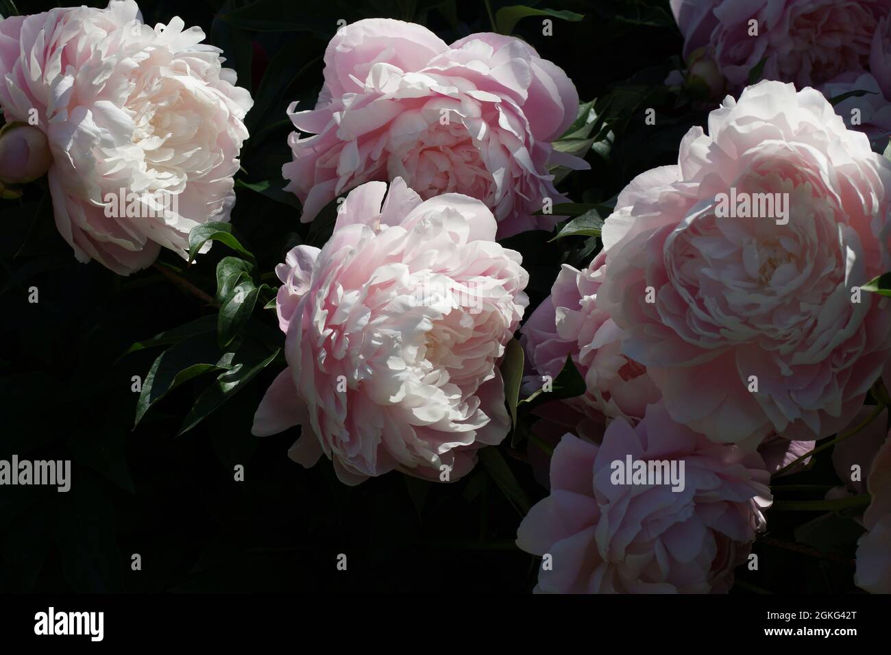 Flores de peonías de color rosa doble Sra. Franklin D. Roosevelt. Flores en el sol de la mañana. Foto de stock