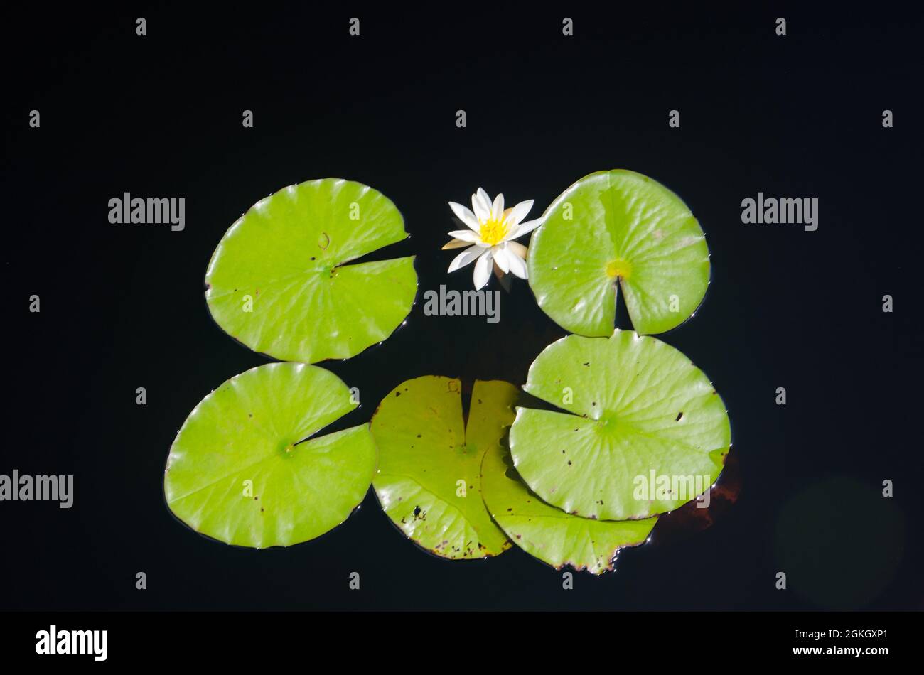 Lilly pads semi-simmertricamente dispuestos alrededor de una flor, Florida, EE.UU. Foto de stock
