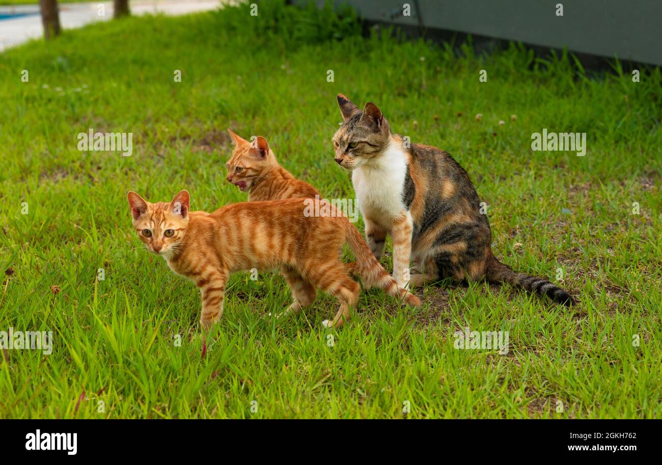 familia salvaje de gatos callejeros en el parque Foto de stock
