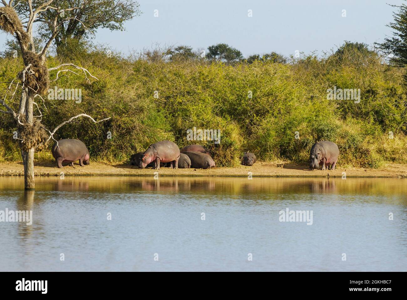 Hipopótamo en medio de humedales, sabana africana, Sudáfrica. Foto de stock