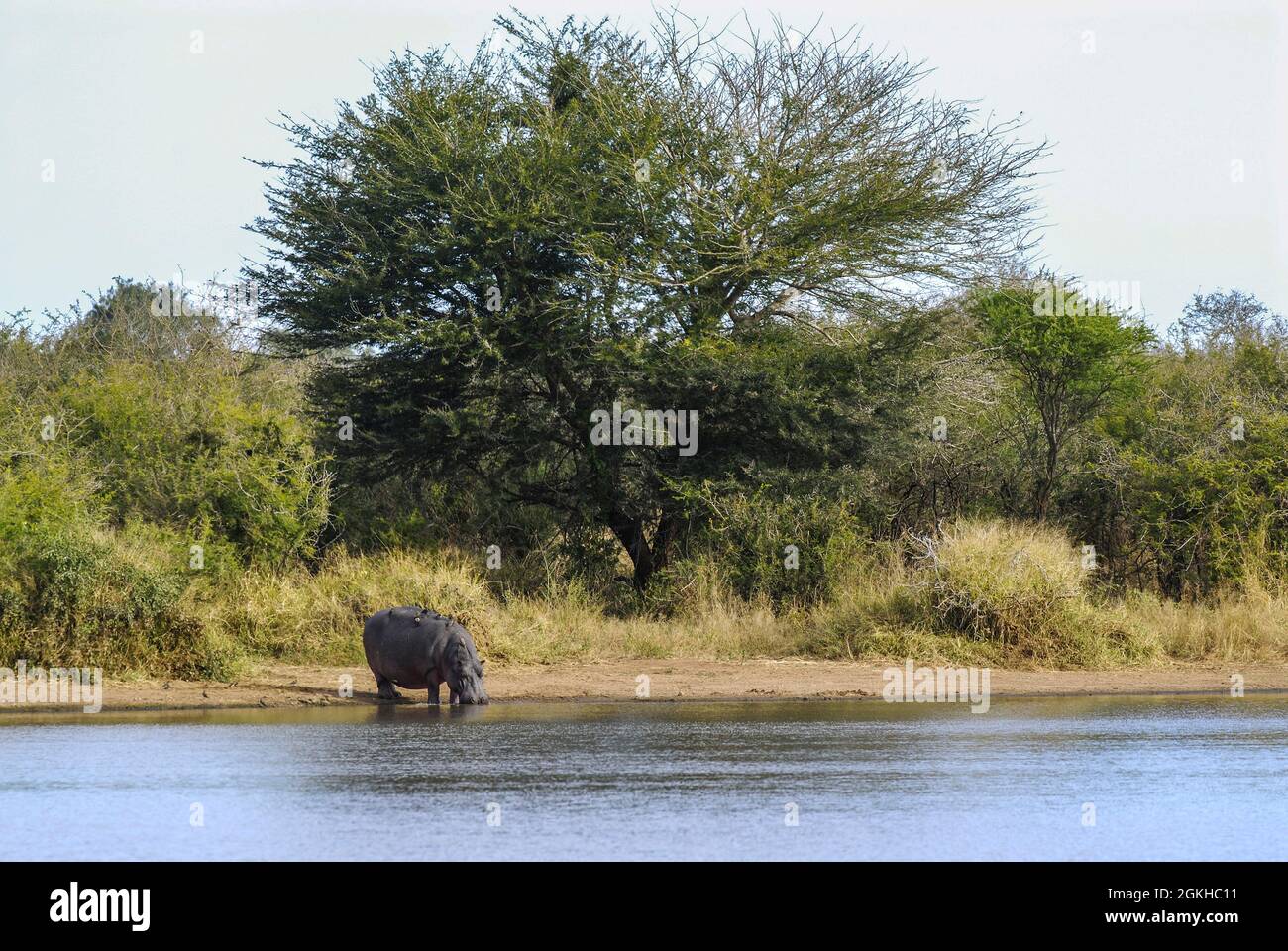 Hipopótamo en medio de humedales, sabana africana, Sudáfrica. Foto de stock