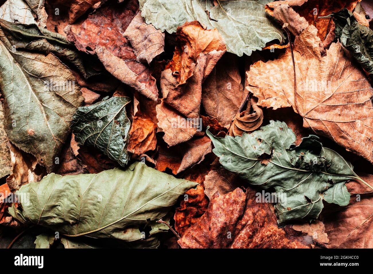 Hojas De Parra Secas Fotos e Imágenes de stock Alamy