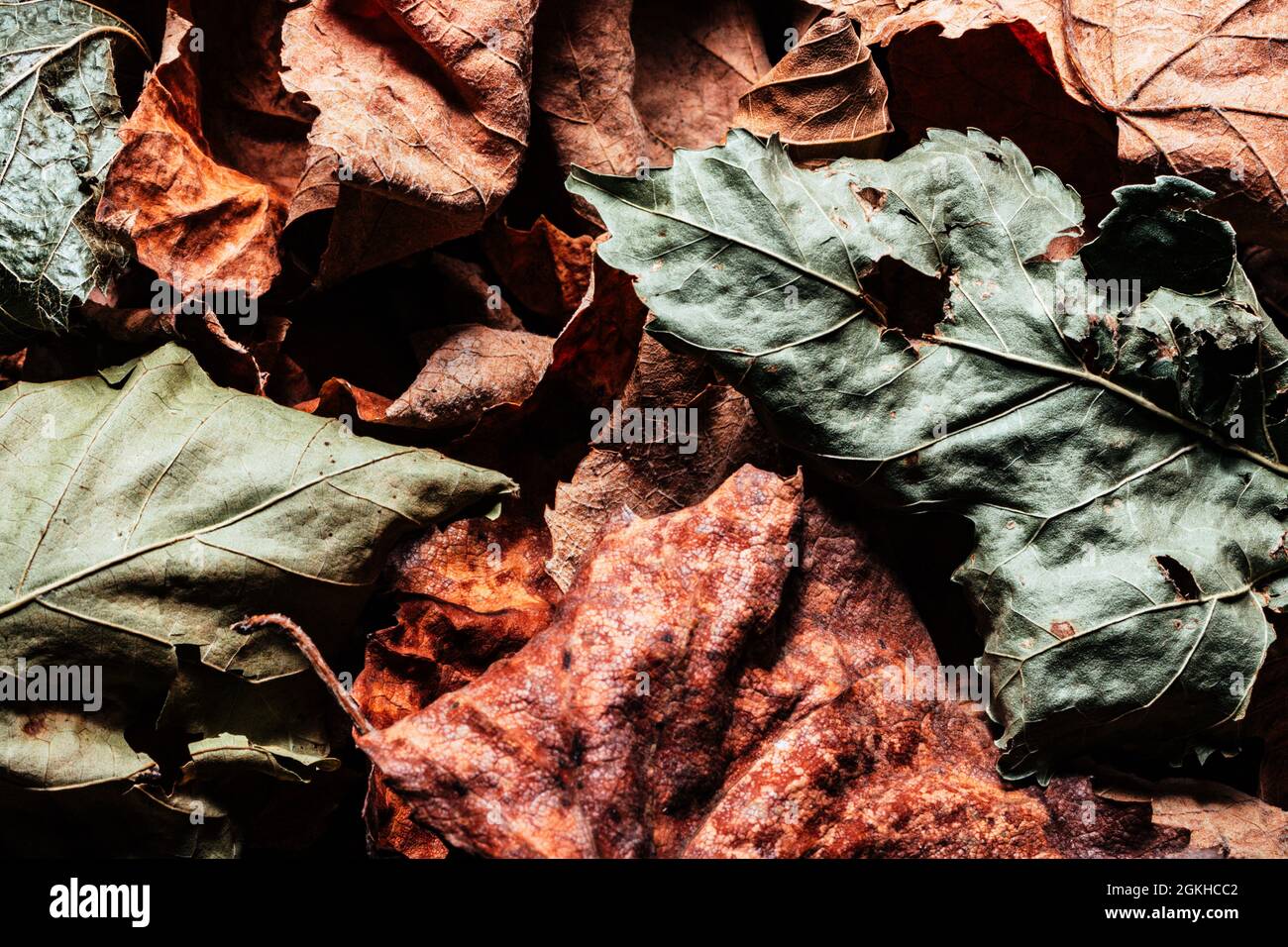Hojas De Parra Secas Fotos e Imágenes de stock Alamy