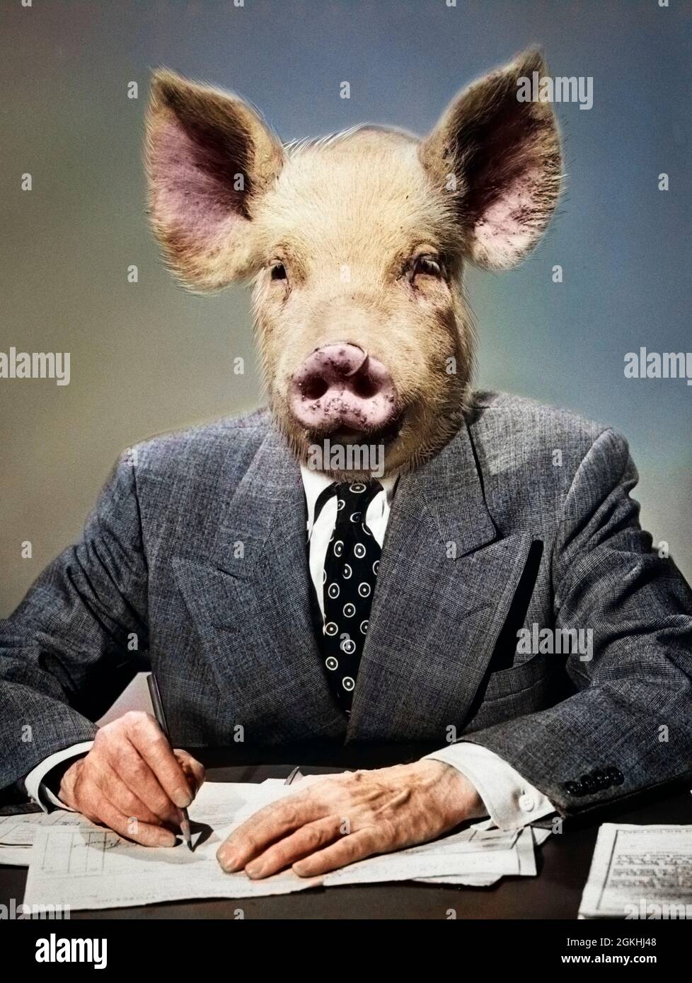 Cerdo con anillo en la nariz fotografías e imágenes de alta resolución Alamy