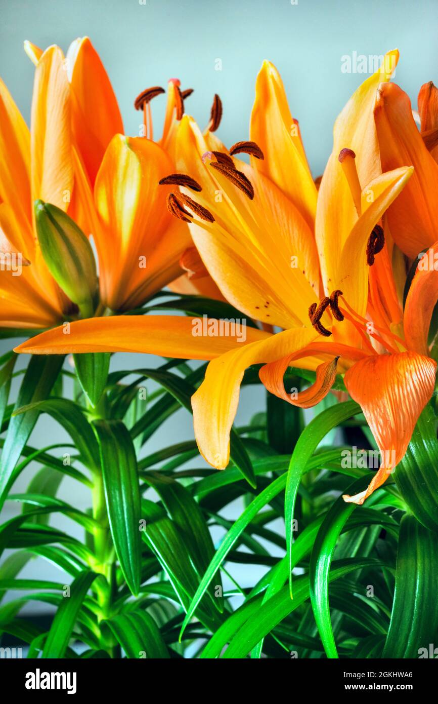 Flores de lirio naranja asiático con sus tallos verdes Fotografía de stock  - Alamy