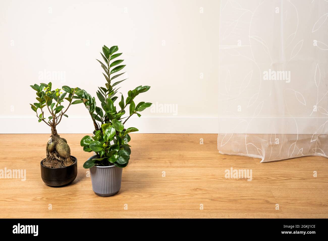 Hermosas plantas de interior fotografías e imágenes de alta resolución -  Alamy