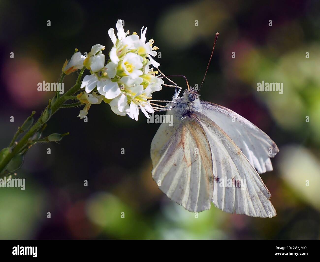 Primer plano de una mariposa blanca de col que recoge el néctar de la flor blanca en una planta de alyssum de azares con un fondo borroso. Foto de stock