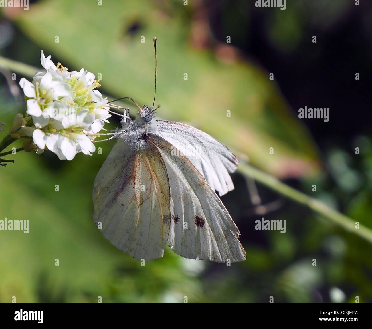 Primer plano de una mariposa blanca de col que recoge el néctar de la flor blanca en una planta de alyssum de azares con un fondo borroso. Foto de stock