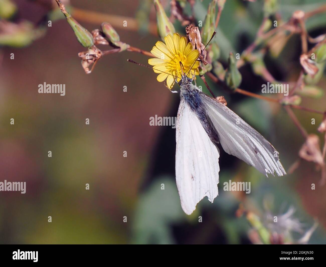 Primer plano de una mariposa blanca de col que recoge néctar de la flor amarilla en una planta de lechuga espinosa con un fondo borroso. Foto de stock
