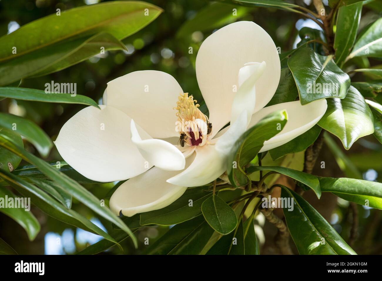 Grandes pétalos blancos de Magnolia (Magnolia grandiflora) - una variedad  perenne con el aroma / perfume de naranja Fotografía de stock - Alamy