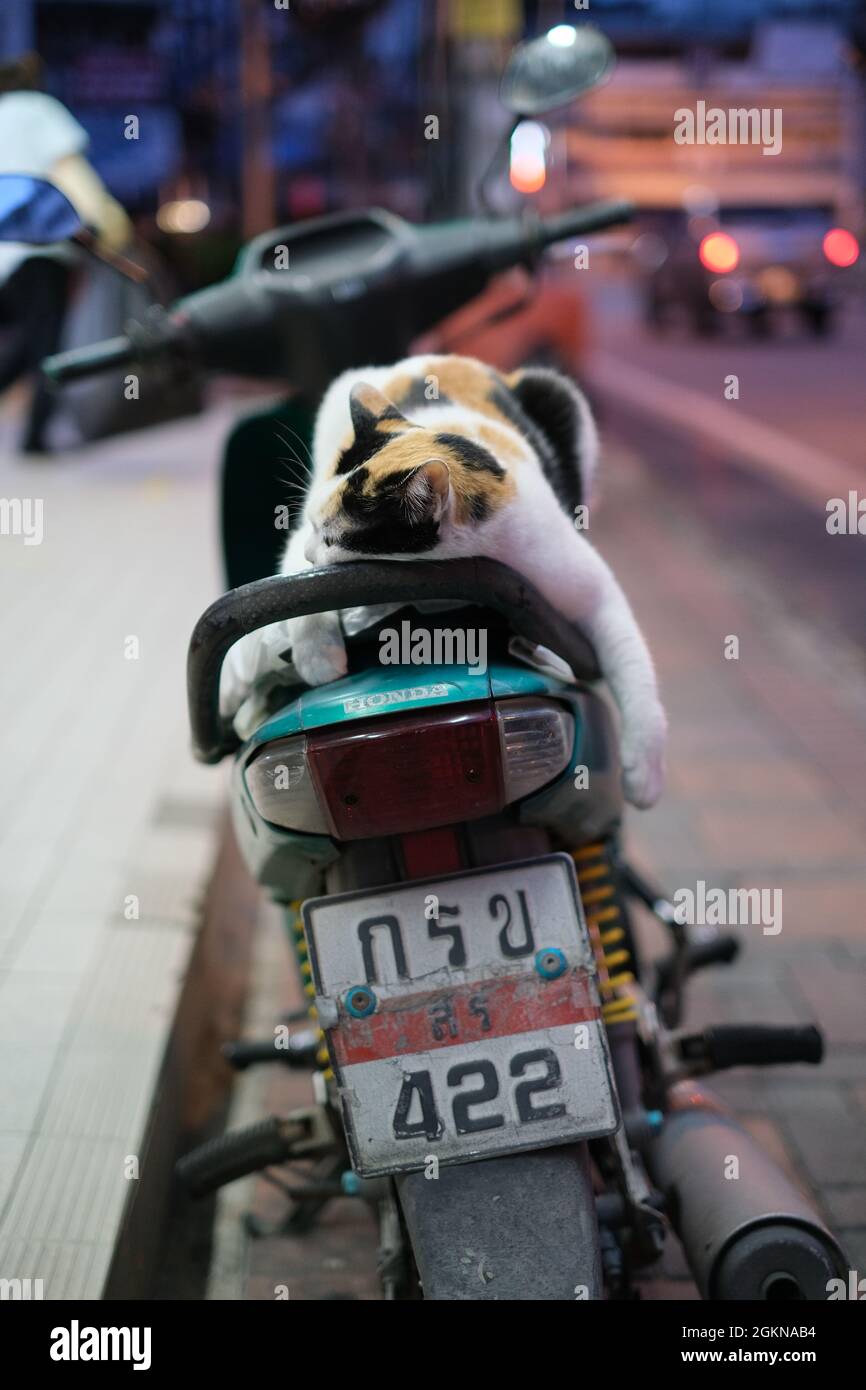 Un gato espera al propietario, descansando en moto Foto de stock