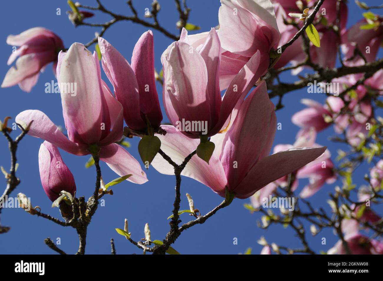 Hermosas magnolias rosadas en un soleado día de primavera en la isla Mainau en Alemania Foto de stock