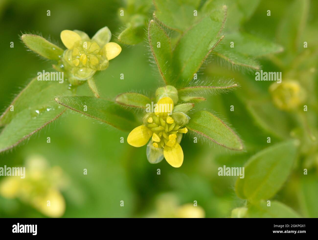 Buttercup de flores pequeñas - Ranunculus parviflorus Foto de stock