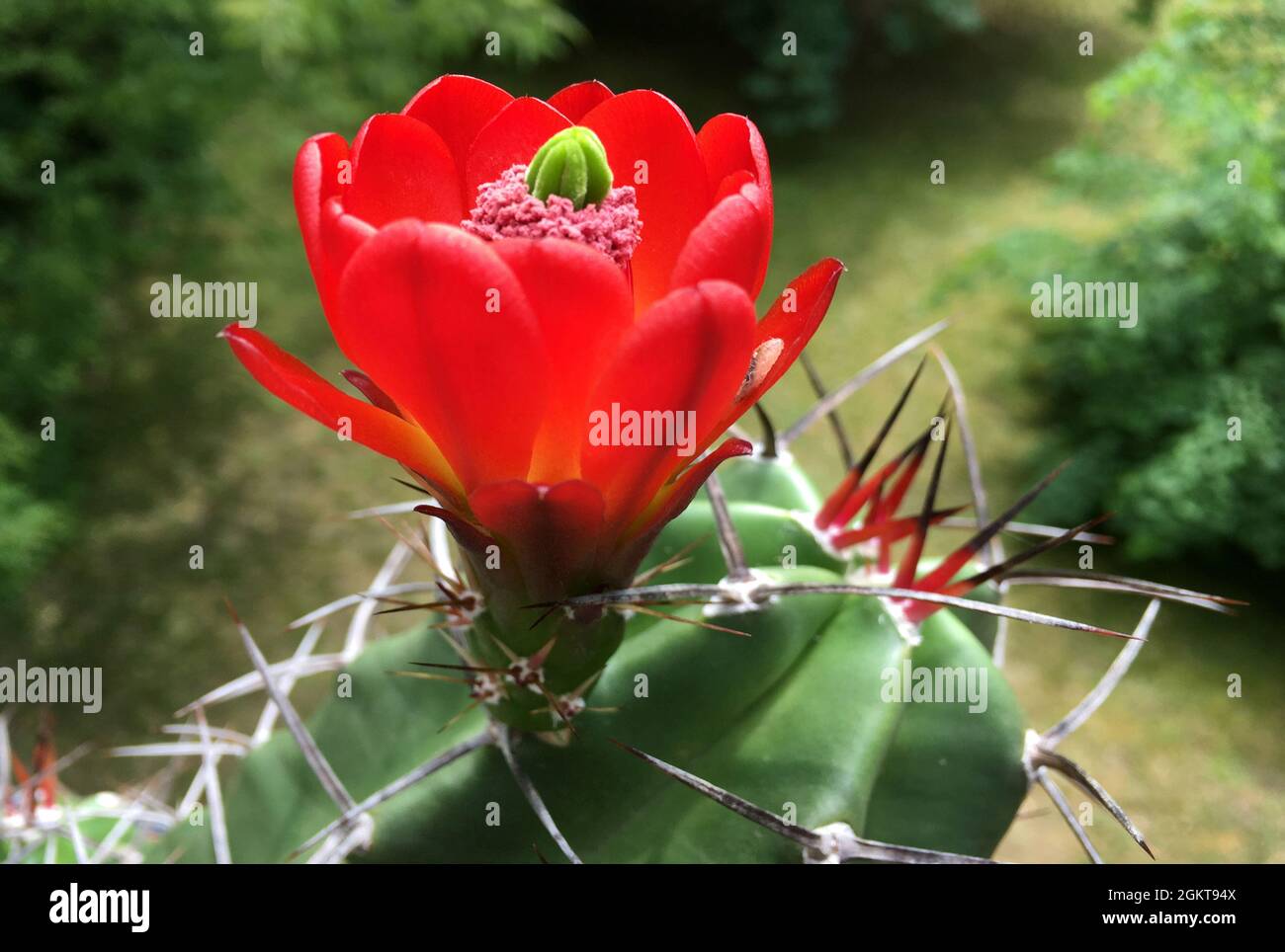 Cactus en flor Echinocereus troglochidatus de Nuevo México. - Estados Unidos de América. Foto de stock