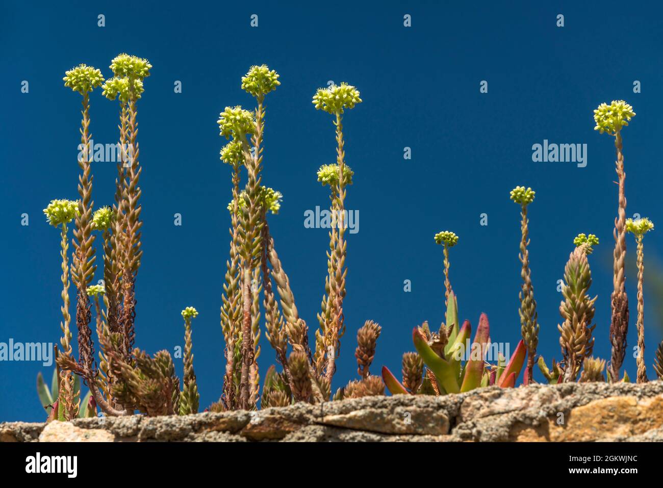 TALLOS DE PLANTAS SUCULENTAS LLORET DE MAR COSTA BRAVA GERONA CATALUÑA ESPAÑA Foto de stock