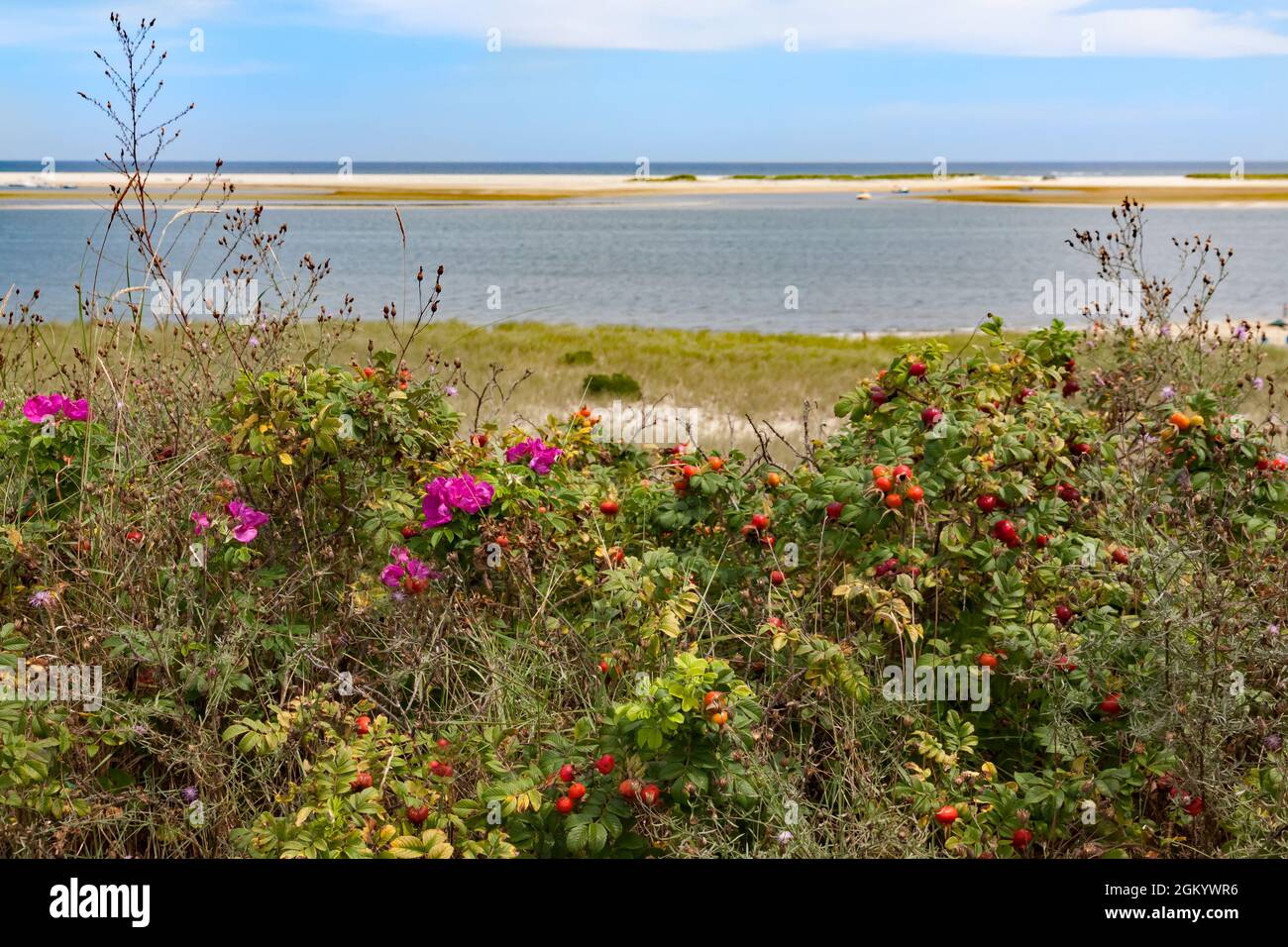 Rosa de playa (Rosa Rugosa) y caderas rosas en las dunas de Chatham (Cape Cod), Massachusetts. Foto de stock