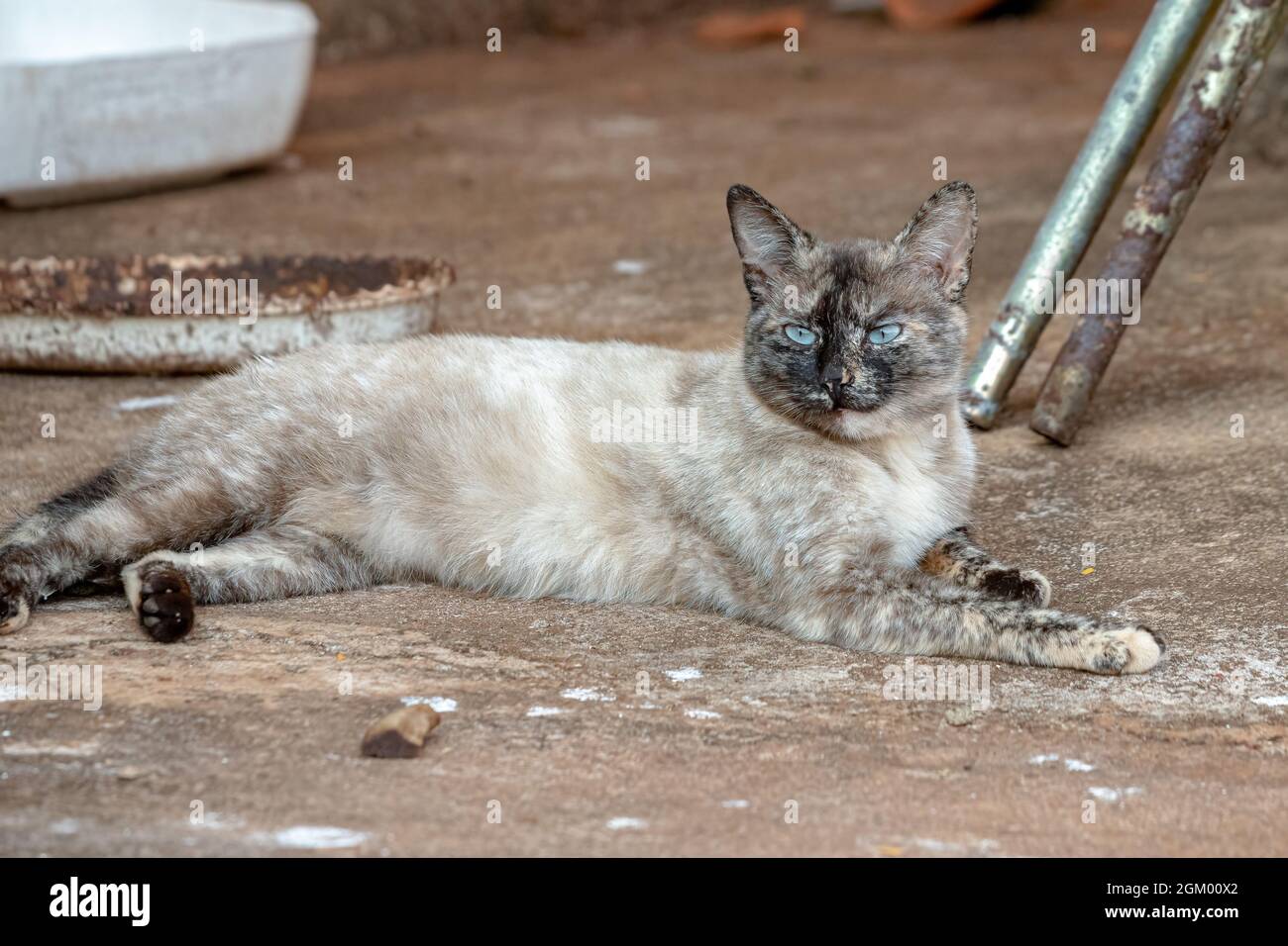 Gato doméstico salvaje abandonado en cementerio con enfoque selectivo Foto de stock
