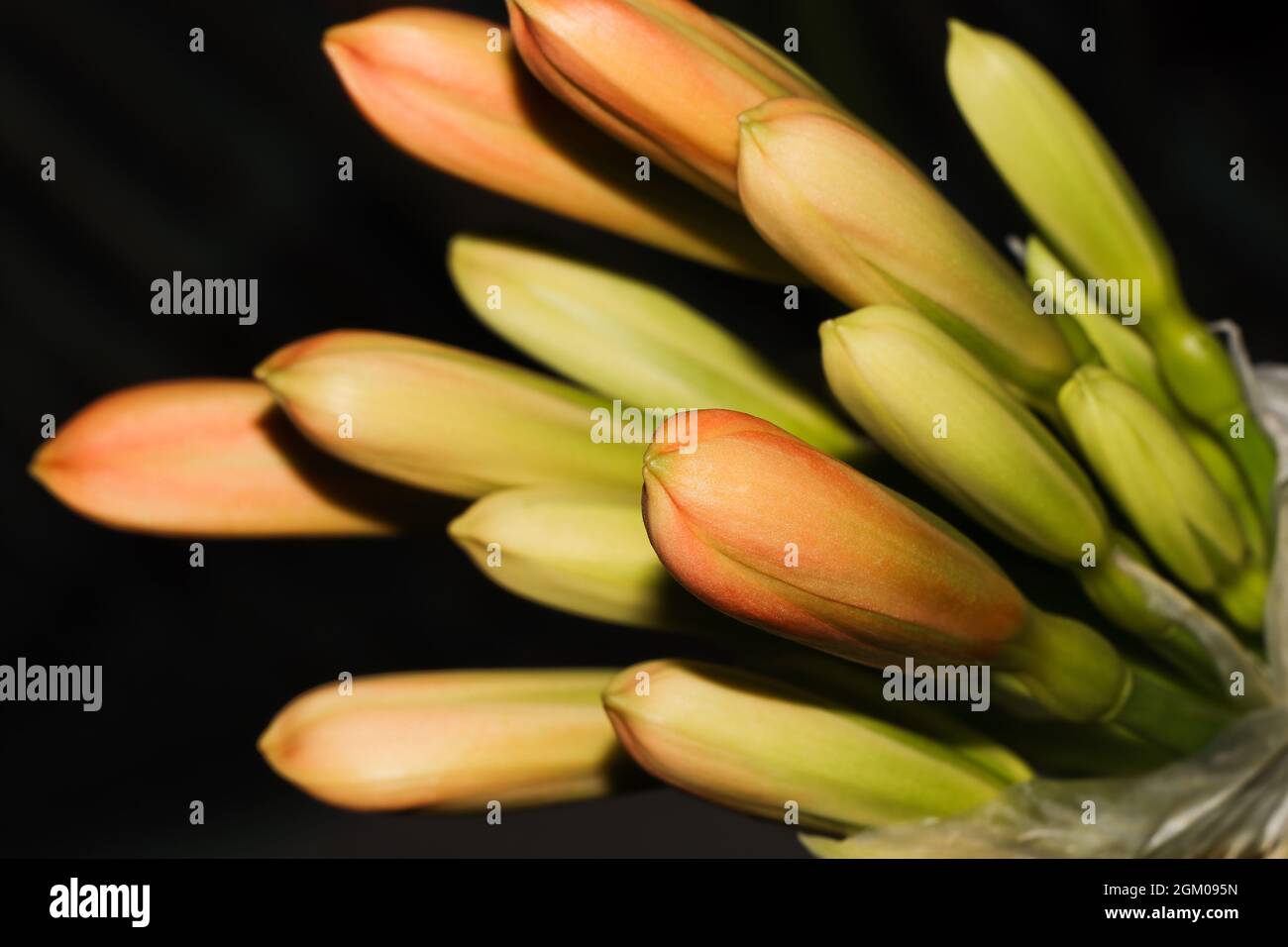 Racimo de flores de lirios de Bush (Clivia miniata) Foto de stock