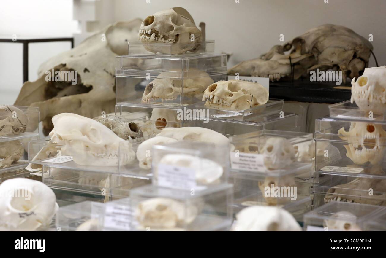 15 de septiembre de 2021, Mecklemburgo-Pomerania Occidental, Rostock: En la  revista histórica de espuma de la Colección Zoológica de la Universidad de  Rostock se puede ver una colección de calaveras. Además de