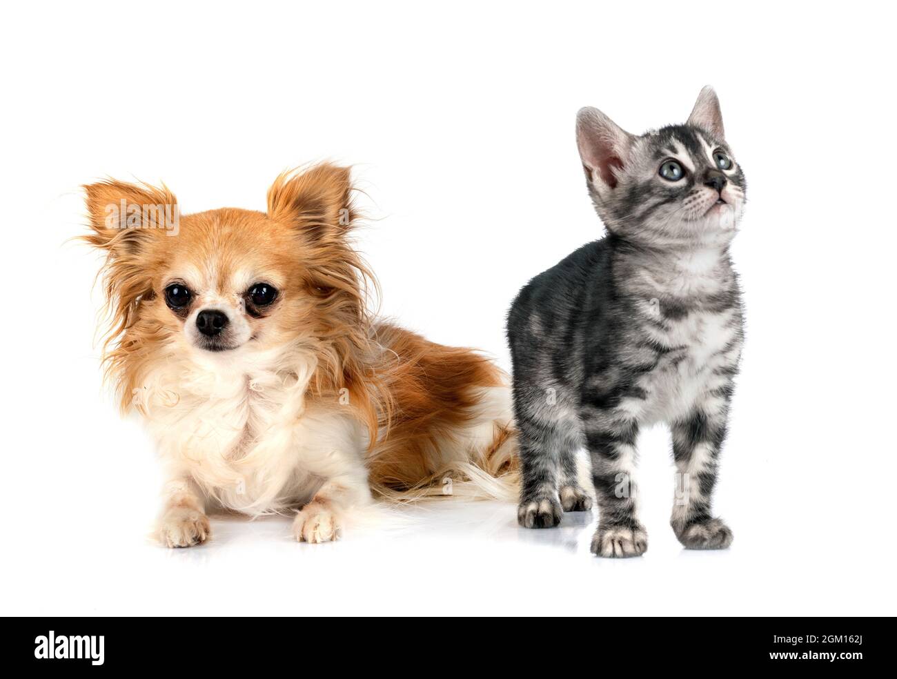 Gato de Bengala y Chihuahua en frente de fondo blanco Fotografía de stock -  Alamy