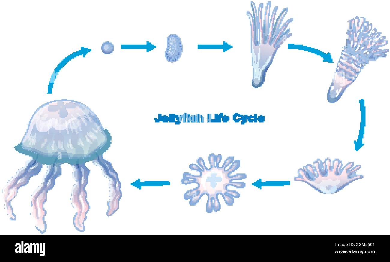 bádminton El respeto mientras tanto Ciclo de Vida de las medusas para niños ilustración educativa Imagen Vector  de stock - Alamy