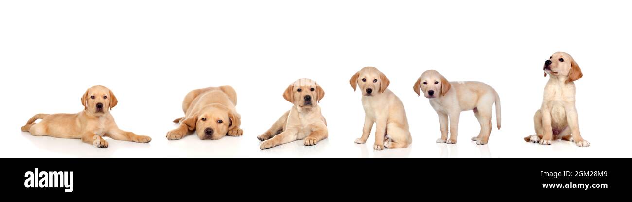 Muchos perros de laboratorio de cachorros aislados sobre un fondo blanco  Fotografía de stock - Alamy