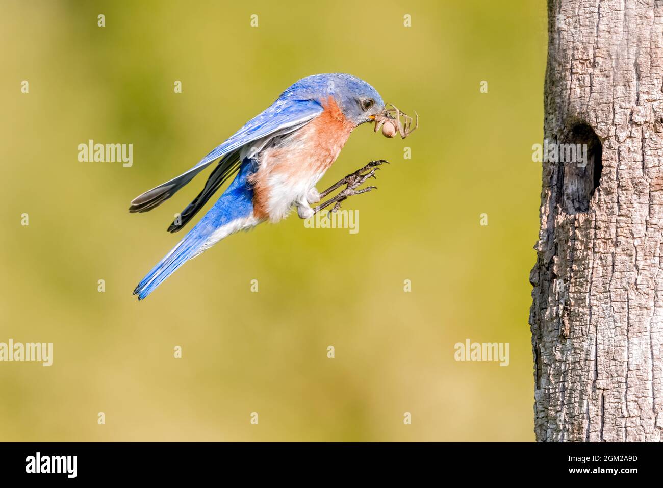 Macho de Bluebird del Este en vuelo - con una araña grande en su pico para alimentar a sus polluelos en el nido. Esta imagen también está disponible en blanco y negro. Foto de stock