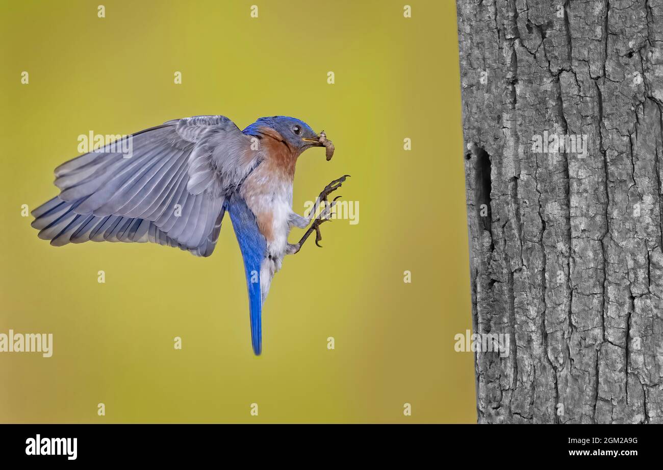 Bluebirds del Este - Hombre Bluebird del Este en vuelo trae una araña en su pico al nido del árbol. Esta imagen también está disponible en blanco y negro. Foto de stock
