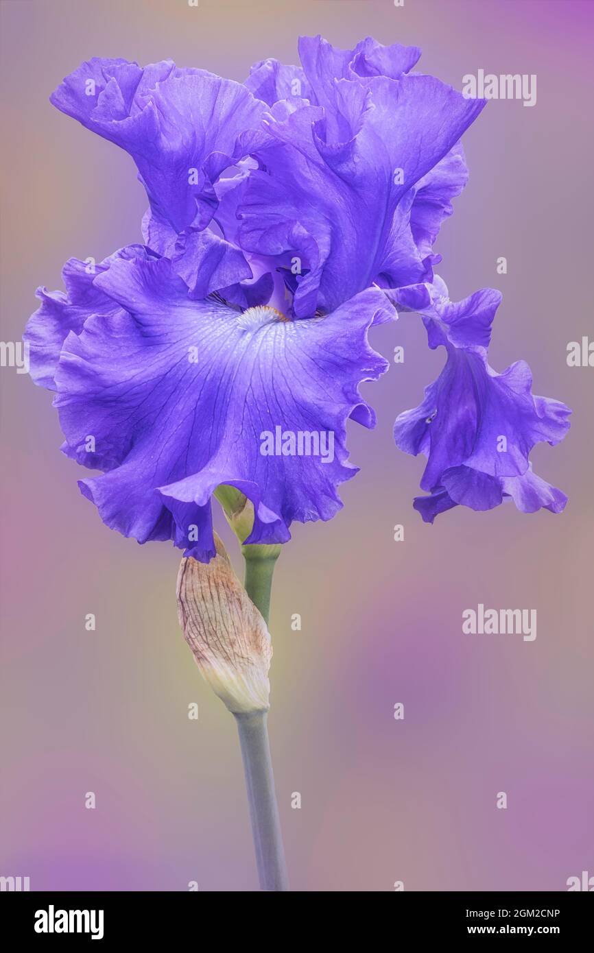 Una Flor de Iris de Lavanda - Una flor de Iris de color púrpura y blanco  con un fondo negro. Esta imagen también está disponible en blanco y negro  Fotografía de stock -